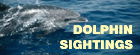 Dolphin Sightings